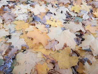 autumn leaves background
