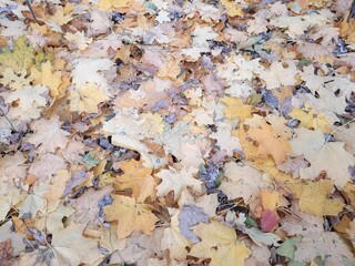 background of shavings