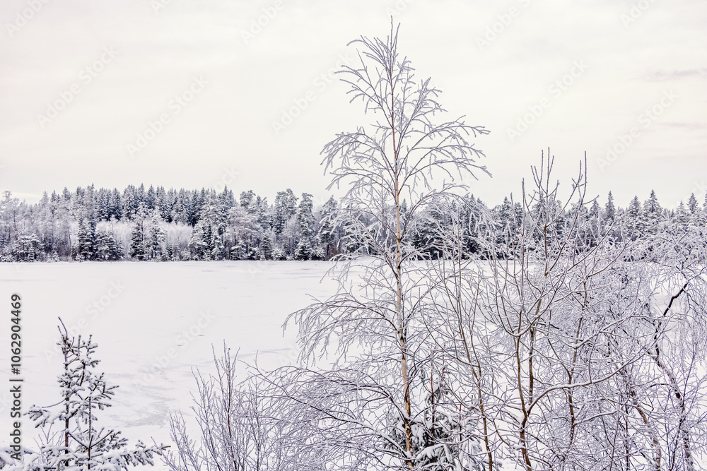 Sticker View at a lake covered with snow and frosty birch trees