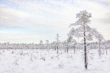 Pine trees on bog in a cold winter landscape
