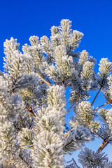 Hoarfrost on pine tree branches against a blue sky sunny sky