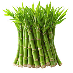 Fototapeta premium Lush green bamboo shoots nature plant growth ecology (Transparent Background)