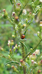 ladybug on a flower