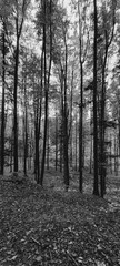 Landscapes - Forest - Europe, Romania, Suceava region