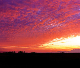 朝焼け雲と並木（上富良野町）