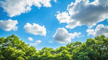 Obraz premium Trees and fluffy white clouds contrast beautifully against a bright blue sky, creating a serene landscape filled with lush trees and soft, fluffy clouds, perfect for a tranquil atmosphere.