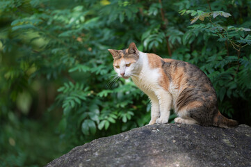 Obraz premium Outdoors, cat sitting on a rock