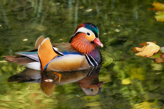 Male Mandarin duck swimming on a pond among green reflections