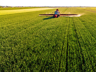 Drone shot of a farmer in red tractor spraying pesticides wheat in a lush green farmland