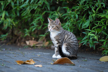 Kitty sitting on the ground in the garden