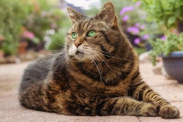 Tabby cat with bright green eyes lying on a garden path 