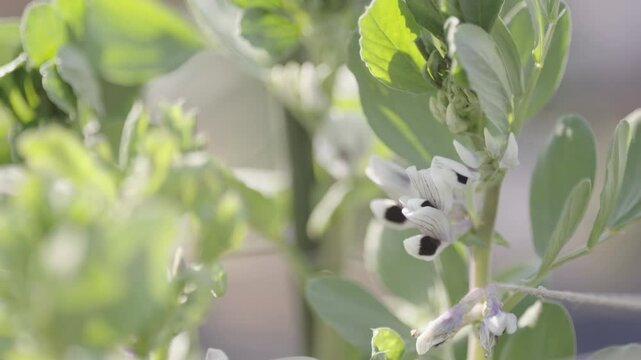 Green fava bean blossoms in fertile fields will soon be harvested