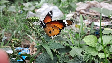 Plain Tiger Butterfly on a Plant