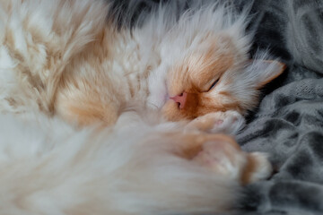 Flame-point Birman cat sleeping on a grey blanket