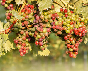 Bunches of colourful ripening grapes on the vine
