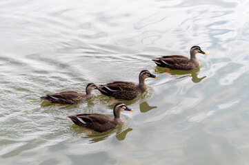 Four ducks swimming on the water