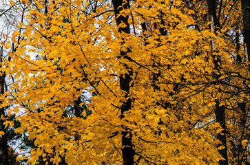 Autumn forest with birch trees covered with golden leaves, creating a bright contrast with the white trunks of the trees. Fallen leaves strewn on the ground create a calm atmosphere