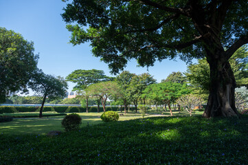Green environment in the park