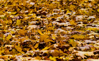 Autumn Carpet: Golden yellow and brown leaves covering the ground create a bright and warm landscape symbolizing the arrival of autumn and the beauty of nature at this time of year