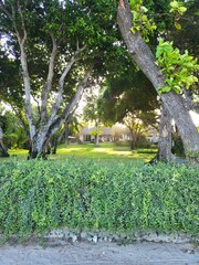 A scenic view of a garden with tall trees, lush green grass, and a dense hedge in the foreground, with sunlight filtering through the branches.