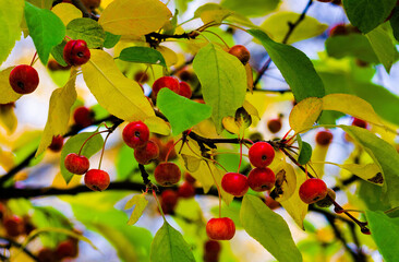 Bright red paradise apples against the background of green and yellow autumn tree leaves, creating contrast and emphasizing the beauty of nature in autumn