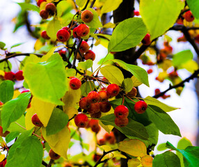 Bright red paradise apples against the background of green and yellow autumn tree leaves, creating contrast and emphasizing the beauty of nature in autumn