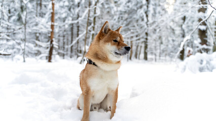 Shiba Inu dog in the winter forest