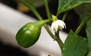 Yellow sweet pepper ripening fruits
