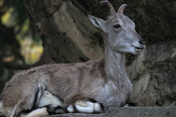 スーチョワンバーラル