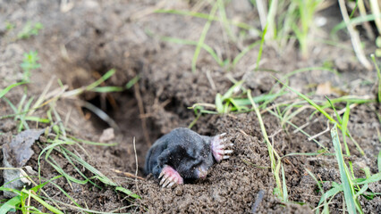 a mole crawled out of a hole in a garden plot