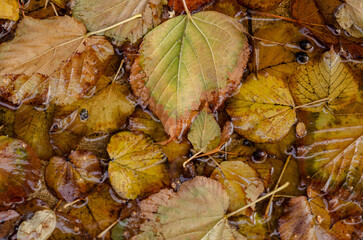 Autumn Leaves Floating in Water: Multi-colored leaves, from green to brown, lie on the surface of the water, creating a beautiful and natural composition symbolizing the changing of seasons