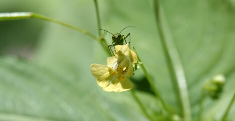 A bug eats nectar on a flower called Touch-me-not