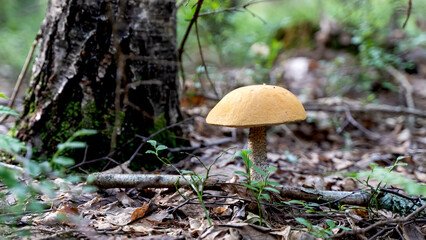 beautiful mushroom in a forest clearing