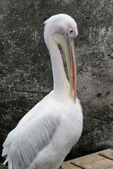 Obraz premium ペリカン