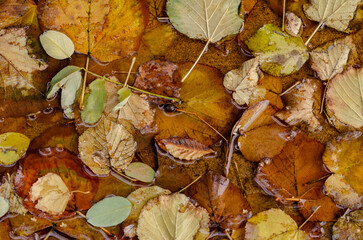 Autumn Leaves Floating in Water: Multi-colored leaves, from green to brown, lie on the surface of the water, creating a beautiful and natural composition symbolizing the changing of seasons