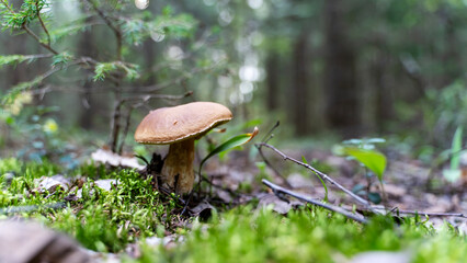beautiful mushroom in a forest clearing