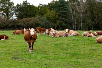 Obraz premium Cows grazing in the pasture
