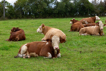 Fototapeta premium Cows grazing in the pasture