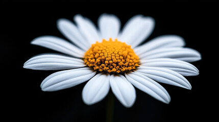 Fototapeta premium Close-up of a white daisy flower with a yellow center against a dark background, showcasing detailed petals and vibrant color contrast.