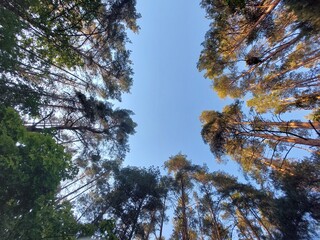 Obraz premium Trees, symmetry photo