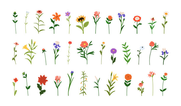 Floral set. Field blooms, meadow blossoms, garden plants. Spring and summer decorations. Botanical natural decorative branches, simple sprigs. Flat vector illustration isolated on white background