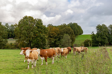 Fototapeta premium Cows grazing in the pasture
