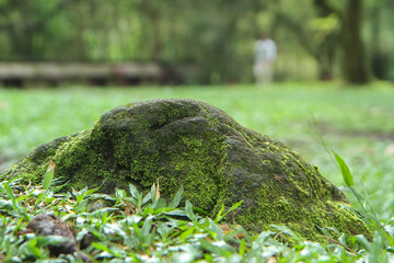 A stone covered with green moss in the forest. Wildlife landscape. Bright Green moss grown up cover the rough stones and on the floor in the forest. Product display mockup.