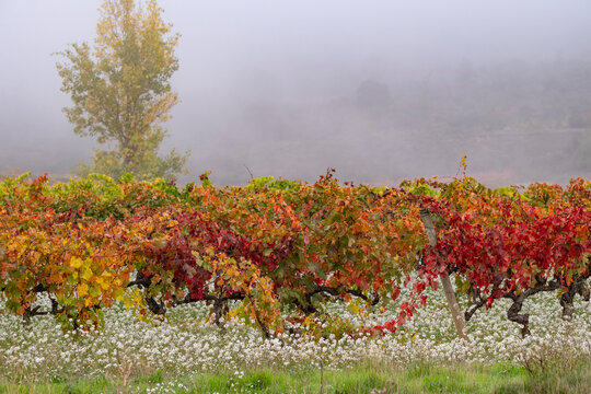 A stunning display of a vineyard under a soft mist features rows of vibrant red and orange vines, reflecting the tranquility and charm of autumnal settings in La Rioja Spain