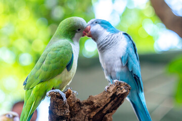 Two monk parakeets (Myiopsitta monachus) in love, also known as the Quaker parrot, small, bright-green parrot with a greyish breast and greenish-yellow abdomen. Valentine concept