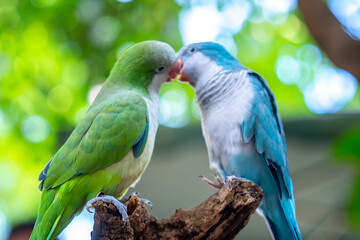 Two monk parakeets (Myiopsitta monachus) in love, also known as the Quaker parrot, small, bright-green parrot with a greyish breast and greenish-yellow abdomen. Valentine concept