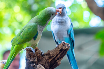 Two monk parakeets (Myiopsitta monachus) in love, also known as the Quaker parrot, small, bright-green parrot with a greyish breast and greenish-yellow abdomen. Valentine concept