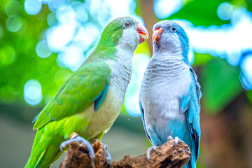 Two monk parakeets (Myiopsitta monachus) in love, also known as the Quaker parrot, small, bright-green parrot with a greyish breast and greenish-yellow abdomen. Valentine concept