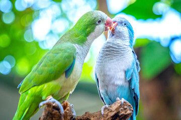 Two monk parakeets (Myiopsitta monachus) in love, also known as the Quaker parrot, small, bright-green parrot with a greyish breast and greenish-yellow abdomen. Valentine concept