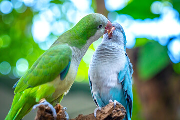 Two monk parakeets (Myiopsitta monachus) in love, also known as the Quaker parrot, small, bright-green parrot with a greyish breast and greenish-yellow abdomen. Valentine concept